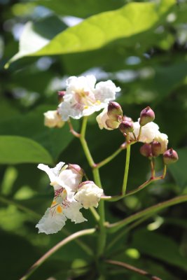 Catalpa bignoides - katalpa trubačovitá - květy